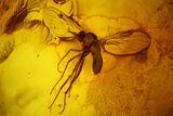 Fossil Caddisfly (Trichoptera) and Large Fly (Diptera) in Baltic Amber #200171-2